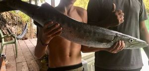 Great Barracuda