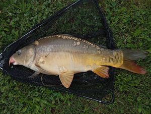 Mirror Carp