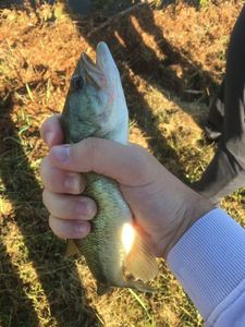 Largemouth Bass