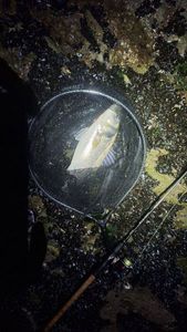 European Bass (Seabass)
