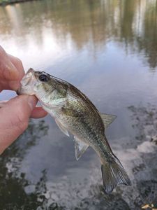 Largemouth Bass