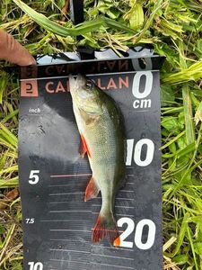 European Perch