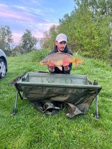Common Carp