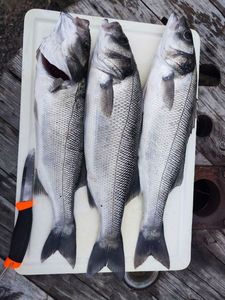 European Bass (Seabass)