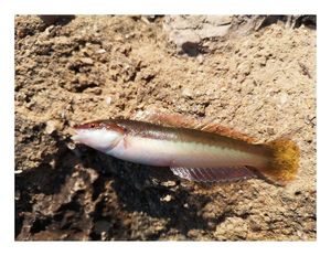 Mediterranean Rainbow Wrasse