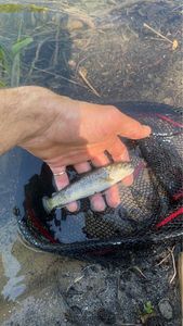 Brook Trout