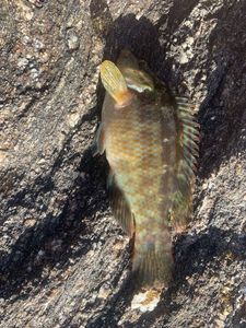 Ballan Wrasse
