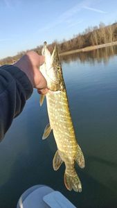 Brochet
