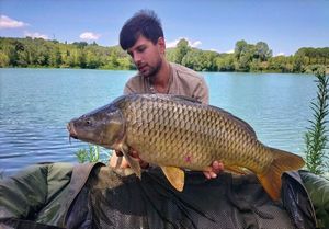 Common Carp