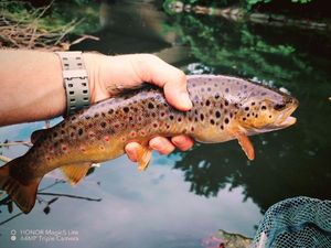 Brown Trout