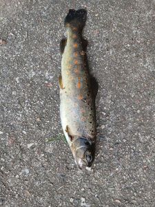 Brown Trout