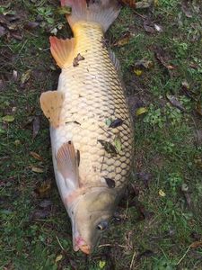 Common Carp