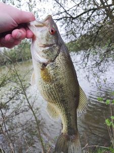 Largemouth Bass