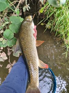 Barbel