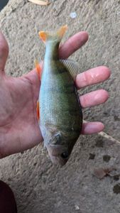 European Perch