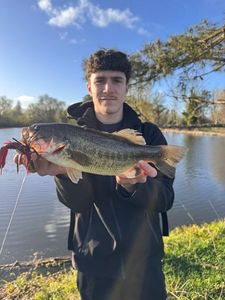 Largemouth Bass