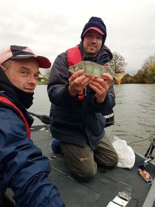 European Perch
