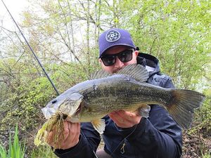 Largemouth Bass