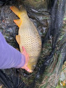 Common Carp