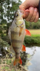 European Perch