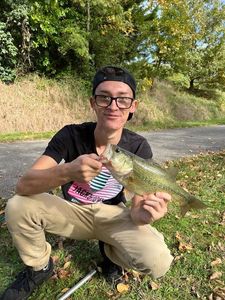Largemouth Bass