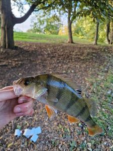 European Perch