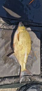 Common Bream