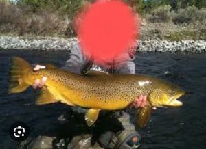 Golden Trout