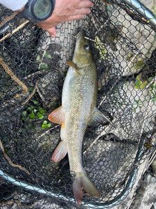 Barbel