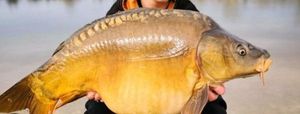 Mirror Carp