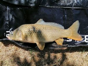 Common Carp