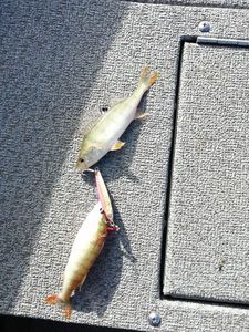 European Perch