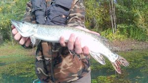 Northern Pike