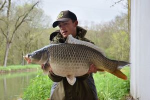 Common Carp