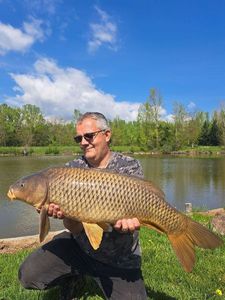 Common Carp