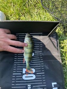 European Perch