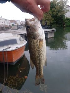 Largemouth Bass