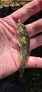 Round Goby