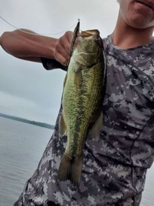 Largemouth Bass