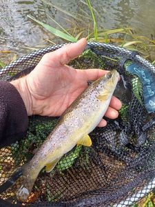 Brown Trout