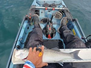European Bass (Seabass)