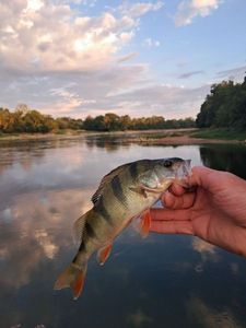 European Perch