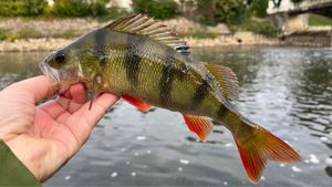 European Perch