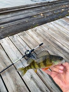 Yellow Perch