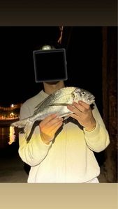 Gilthead Seabream
