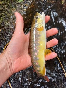 Brown Trout