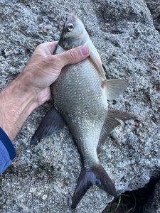 Common Bream