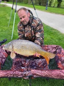 Common Carp