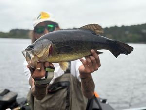 Largemouth Bass