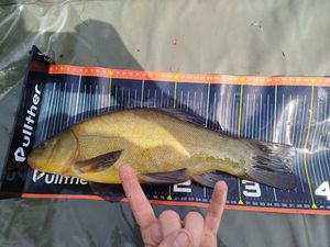 Tench